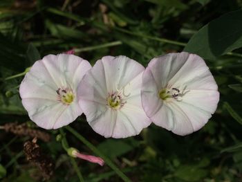 Close-up of pink flower blooming outdoors