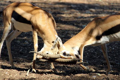 Two gazelles sparring