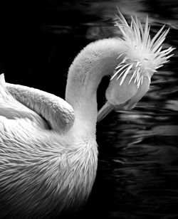 Close-up of swan swimming in lake