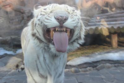Close-up of tiger yawning