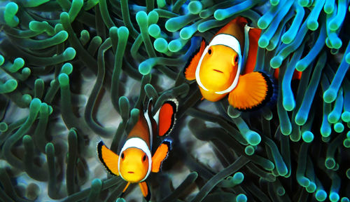 Close-up of fish swimming in sea