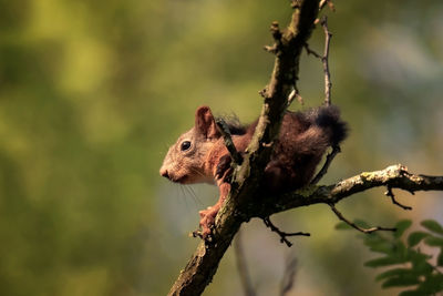 Close-up of squirrel on branch