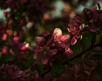 Close-up of flowers blooming outdoors