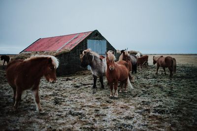 Horses on field against clear sky