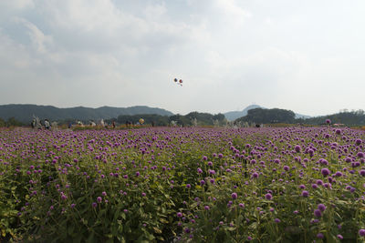 Scenic view of flowers growing in field against sky