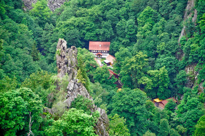 Plants and trees in forest