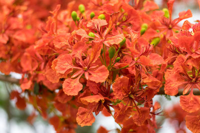 Close-up of red flowering plant