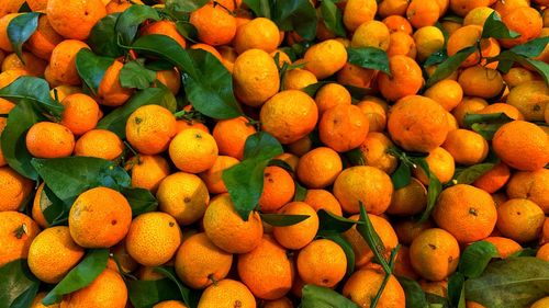 Sunkissed oranges 