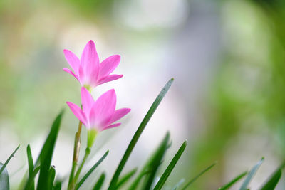 Close-up of pink crocus blooming outdoors