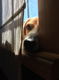 Close-up of dog at home