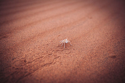 High angle view of spider on sand