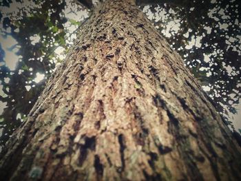 Low angle view of tree stump