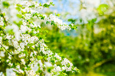 Close-up of white flowering plant