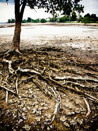 Close-up of tree roots on field