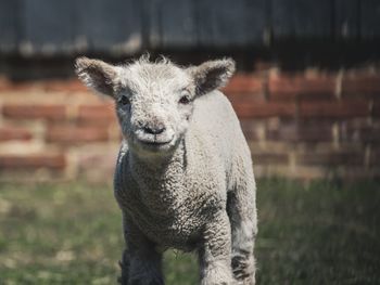 Portrait of an animal on field