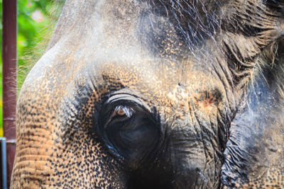 Close-up of elephant