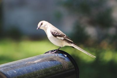 Close-up of bird perching on metal