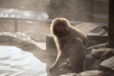 Japanese snow monkey parent and baby, by hot spring onsen with stream at sunset in jigokudani park,