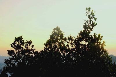 Low angle view of silhouette trees against sky