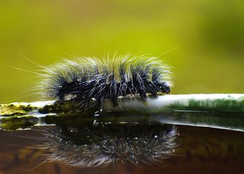 Close-up of caterpillar on plant