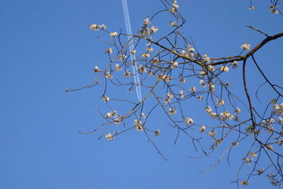 Low angle view of tree against clear sky