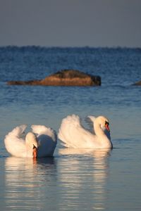 Swan floating on lake against sky