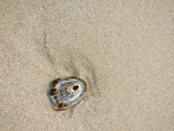 High angle view of shell on beach