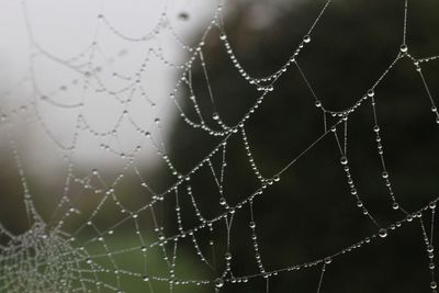 Close-up of spider on web