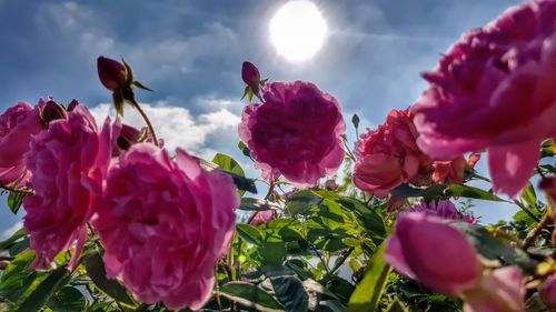 Close-up of pink flowering plants against sky