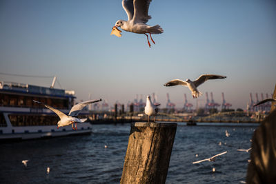 Seagulls flying over the sea