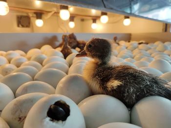 View of birds an incubator