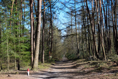 Rear view of man on footpath amidst trees in forest