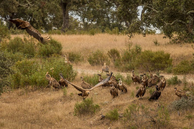 High angle view of vultures perching on grassy land in forest