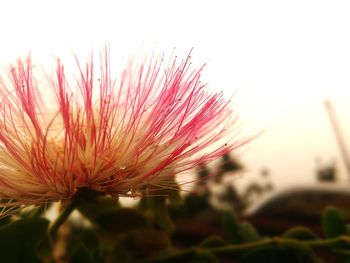 Close-up of pink flower blooming against sky