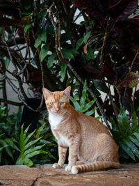 cat