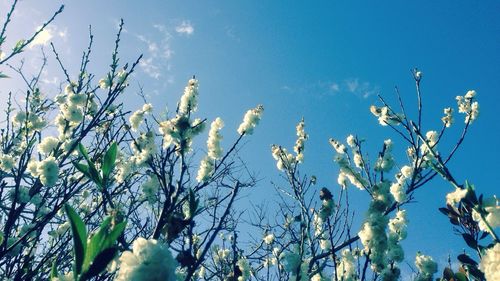 Low angle view of flowers against blue sky