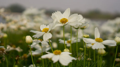 Pretty white petals of cosmos flowers blossom on green leaves and small bud in a field