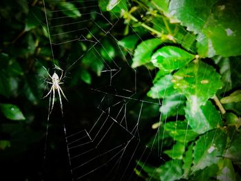 Close-up of spider on web