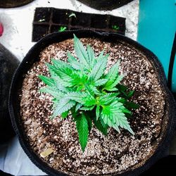 High angle view of potted plants