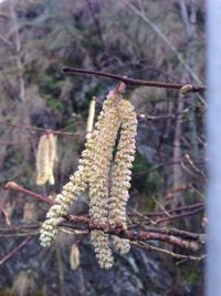 Close-up of twigs