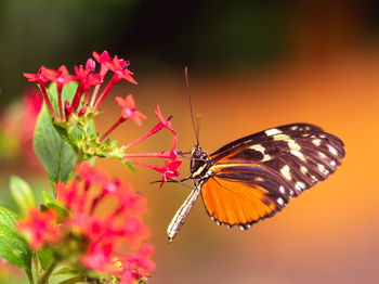 Close-up of butterfly pollinating flower