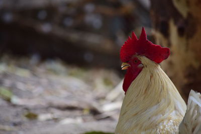 Close-up of rooster against blurred background