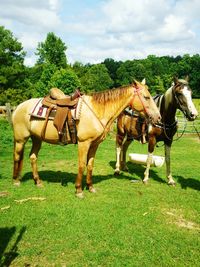 Horses grazing on grassy field