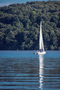 Sailboat sailing on sea against trees