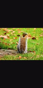 Squirrel on grass