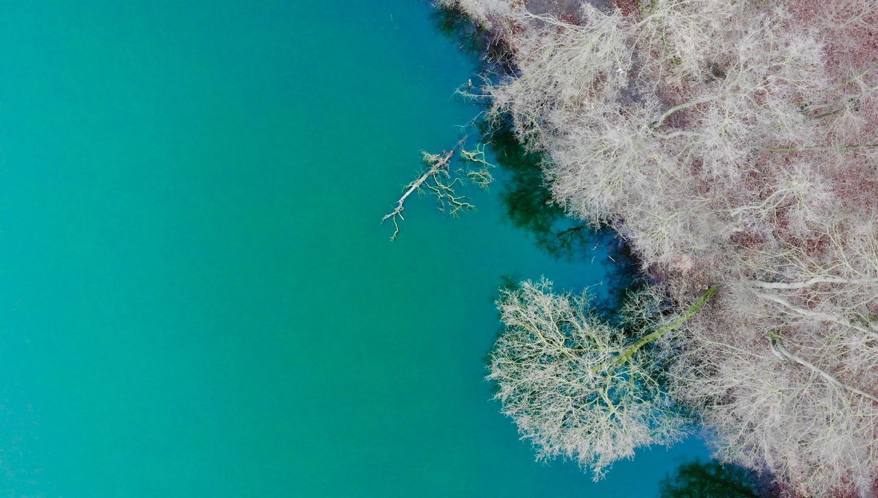 HIGH ANGLE VIEW OF CORAL SWIMMING UNDERWATER