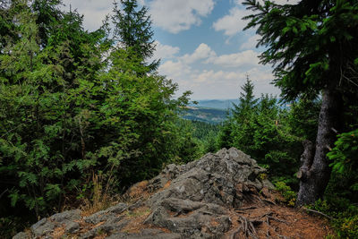 Pine trees in forest against sky