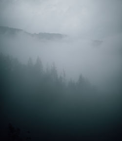 Scenic view of forest against sky