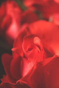 Full frame shot of red rose