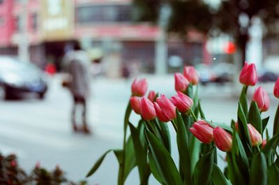 Close-up of pink flowers on street